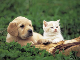 St Albans Pet Services FAQ