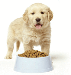 Puppy with bowl of food: puppy sitting service st albans
