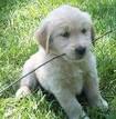 Puppy: pet sitting and dog walking services st albans