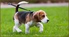 Puppy on a lead: pet sitting and dog walking services st albans