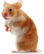 Hamster: small pet sitting service st albans